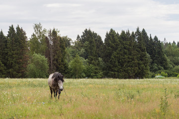 Gray horse eats grass on a green field. Horse grazing on the lawn.