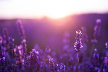 Lavender flowers at sunset in Provence, France. Macro image, shallow depth of field