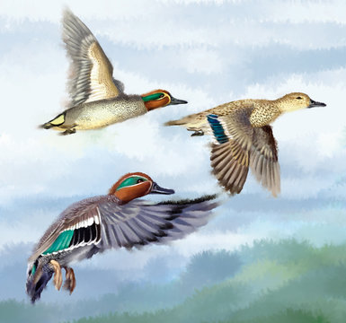 canard, sarcelle d'hiver, illustration aquarelle,   oiseau, migration, anas crecca, volant, eau, nature, vol, faune, ailes, sauvage, animal, bec,  lac, oiseau, oiseau aquatique, bleu, ciel, oiseau, ve