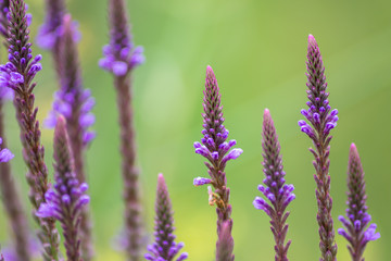 Filigrane violette spitze Blüten zeigen Frühling und Sommer von seiner schönsten Seite mit betörendem Duft und ideal als Muttertagsgeschenk zum Muttertag