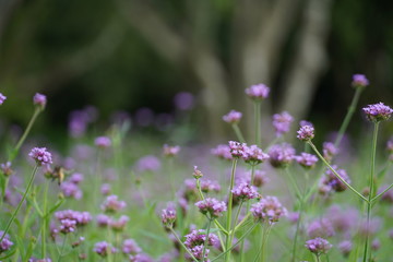 PURPLE  FLOWERS  IN FIELD