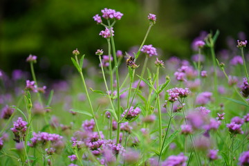 PURPLE  FLOWERS  IN FIELD