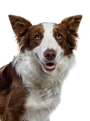 Head shot of naughty looking brown with white Border Collie. Looking at camera with yellow eyes. Ears up and mouth slightly open showing perfect teeth. Isolated on white background.