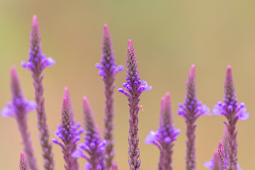 Filigrane violette spitze Blüten zeigen Frühling und Sommer von seiner schönsten Seite mit...