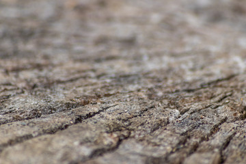 Schöne Holzstruktur eines gefällten Baumes mit Holzmaserung und feinen Details, viel schöner Patina und Vintage-Style als Dekoration oder Inneneinrichtung