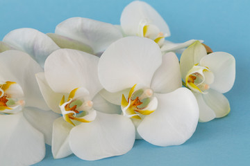 Fototapeta na wymiar Beautiful White orchid flowers on pastel blue background. A tender white orchid Phalaenopsis. Space for a text, flat lay, view from above. Tropical flower, branch of orchid close up.