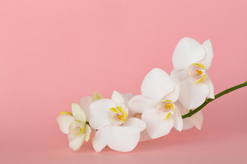 Beautiful White orchid flowers on pastel pink background. A tender white orchid Phalaenopsis. Space for a text, flat lay, view from above. Tropical flower, branch of orchid close up. 