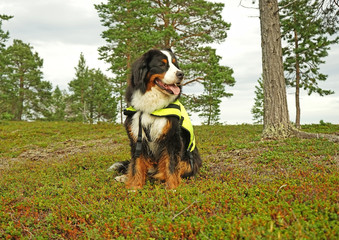 Naklejka na ściany i meble Bernese Mountain Dog wearing yellow life vest jacket sitting on the grass 