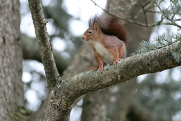 ecureuil roux animaux