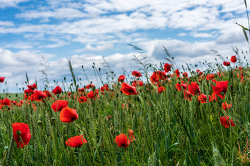 Obraz na płótnie Canvas landscape shot with poppy field