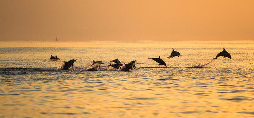 Scenic shot of dolphins jumping out of water at sunset © Hagen Production
