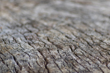 Schöne Holzstruktur eines gefällten Baumes mit Holzmaserung und feinen Details, viel schöner Patina und Vintage-Style als Dekoration oder Inneneinrichtung