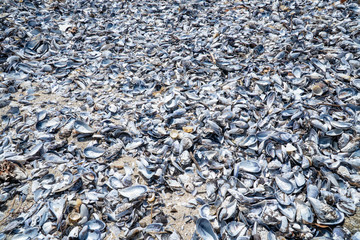Mussel shell background. Empty mussel shell on the beach