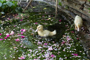 cute yellow ducklings sit on the shore of the pond and clean their feathers