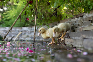 cute yellow ducklings sit on the shore of the pond and clean their feathers