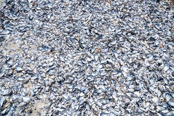 Mussel shell background. Empty mussel shell on the beach