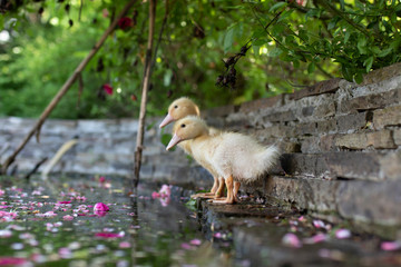 cute yellow ducklings sit on the shore of the pond and clean their feathers