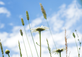 Beautiful and delicate white chamomile flowers close up on blue sky background. Herbal medicine.