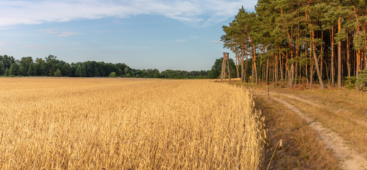 Kornfeld Sommer / Jagd / Jäger Hochsitz, Weidwerk Forstwirtschaft Ackerbau, landwirtschaft, landwirt, anbau, ackerbau, feld bestellen, weitwinkel, weiter winkel, sommerabend, ernte erntezeit, barnim