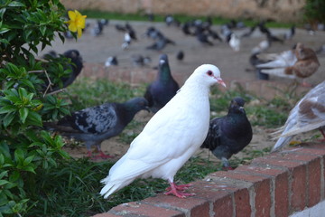 white pigeon on a background