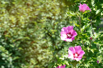 flowers in the garden