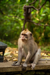 Naklejka na ściany i meble Funny macaque monkeys in the Monkey-forest