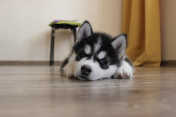 siberian husky puppy