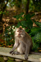 Funny macaque monkeys in the Monkey-forest