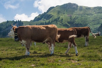 Beautiful swiss alps mountains. Alpine meadows. Farm. Cows.