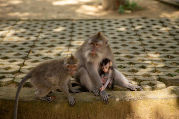 Funny macaque monkeys in the Monkey-forest