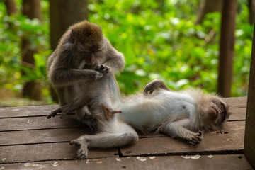Funny macaque monkeys in the Monkey-forest