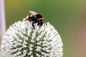 Emsige schwarz-gelb-gestreifte Hummel bestäubt fleißig weiße Blüten in Kugelform vor grünem Hintergrund in Frühling und Sommer zur Honigproduktion