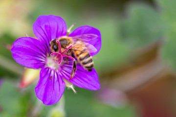 Prächtige violette Blüten bieten Bienen und Hummeln Blütenpollen, Nektar und Blütenstaub im...