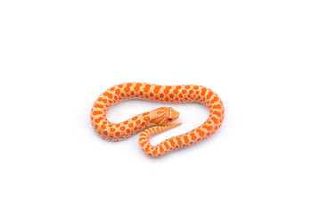 Albino hognose snake isolated on white background