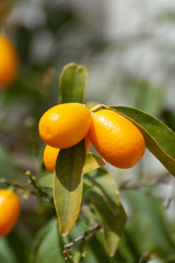 Ripe yellow kumquat citrus fruit on tree ready to harvest