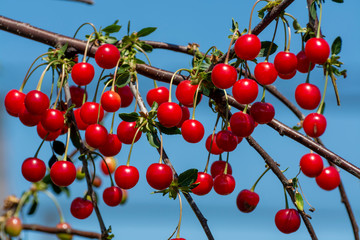 Naklejka na ściany i meble New harvest of Prunus cerasus sour cherry, tart cherry, or dwarf cherry in sunny garden