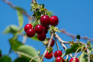 New harvest of Prunus cerasus sour cherry, tart cherry, or dwarf cherry in sunny garden