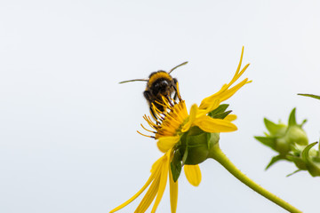 Fleißige Hummel bestäubt auf Nektarsuche und Pollensuche per Bestäubung gelbe Blumen und fliegt emsig von Blüte zu Blüte in Frühling und Sommer