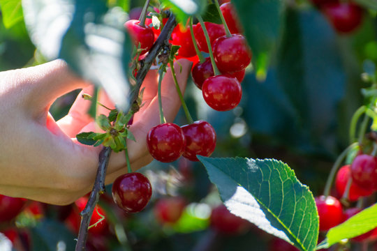 New harvest of Prunus cerasus sour cherry, tart cherry, or dwarf cherry in sunny garden