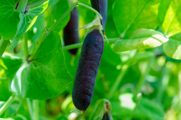 Ripe english garden peas plant, pea pod Blauwschokkers, close up