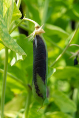 Ripe english garden peas plant, pea pod Blauwschokkers, close up