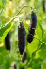 Ripe english garden peas plant, pea pod Blauwschokkers, close up