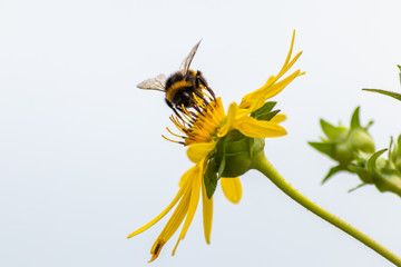 Fleißige Hummel bestäubt auf Nektarsuche und Pollensuche per Bestäubung gelbe Blumen und fliegt emsig von Blüte zu Blüte in Frühling und Sommer