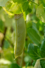 Ripe english garden peas plant, yellow pea pod, close up