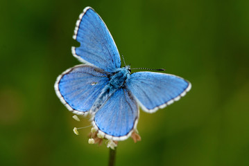 Hauhechel-Bläuling - Schmetterling