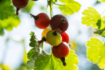 Black currant berries ripening in garden