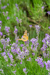 Organic honey farm, production of lavender honey, bee and butterfly on lavender flowers