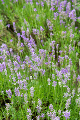 Organic honey farm, production of lavender honey, bee on lavender flowers