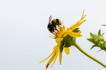 Fleißige Hummel bestäubt auf Nektarsuche und Pollensuche per Bestäubung gelbe Blumen und fliegt emsig von Blüte zu Blüte in Frühling und Sommer