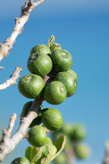 Unripe green figs fruits riping on fig tree